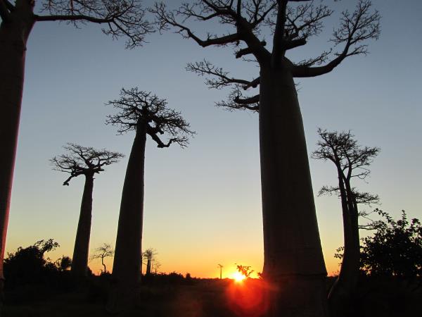 Madagascar private tour, tailor made