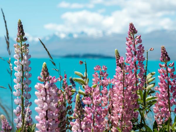 New Zealand self drive vacations