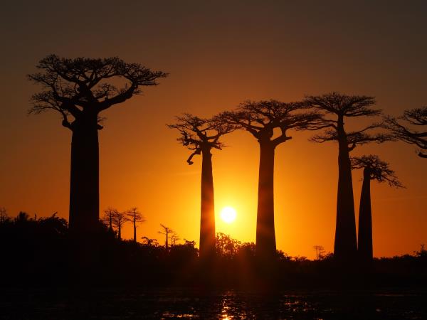 Madagascar wildlife and nature tour