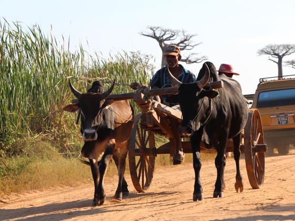 Madagascar private tour, tailor made