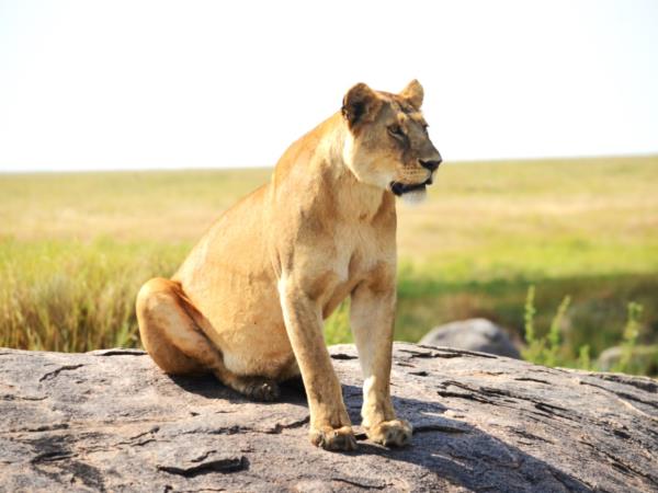 Serengeti small group tour, Tanzania