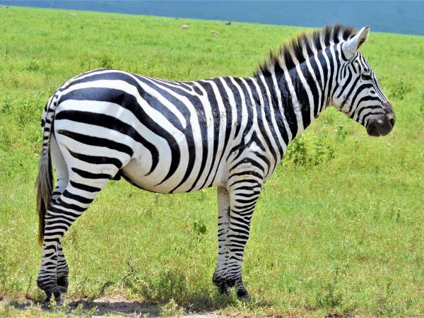 Serengeti small group tour, Tanzania