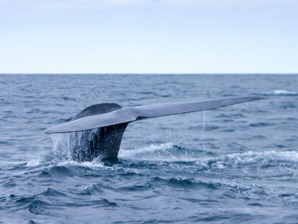Small Group Tour of S�o Miguel Island, Azores