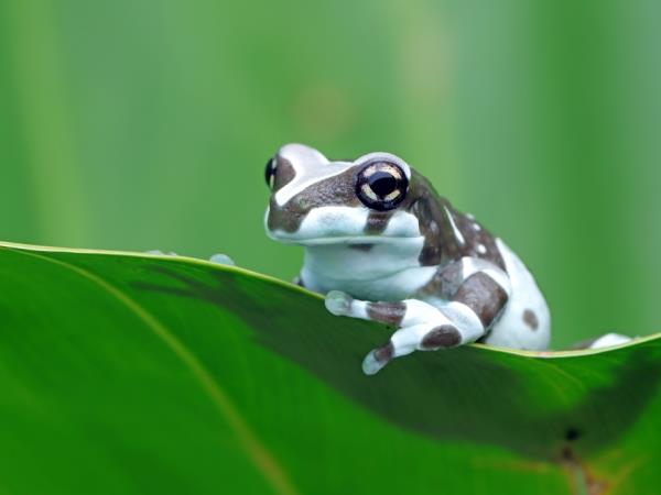 Costa Rica luxury family vacation