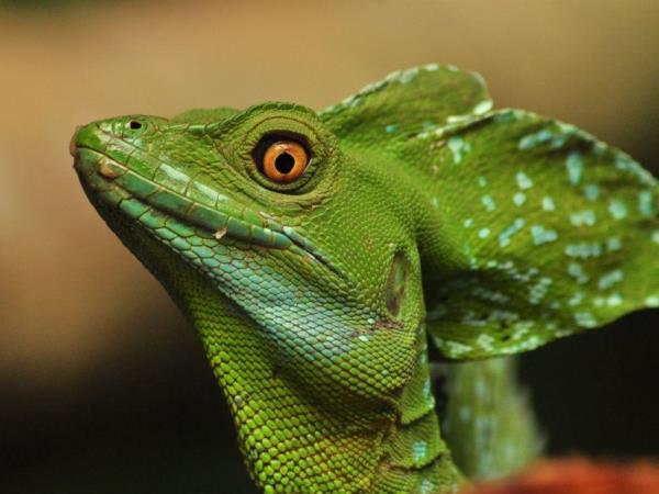 Costa Rica family activity vacation
