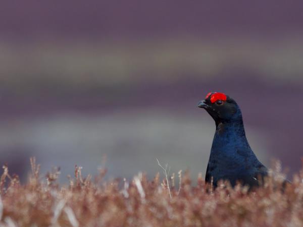 Cairngorms and coast wildlife vacation, Scotland
