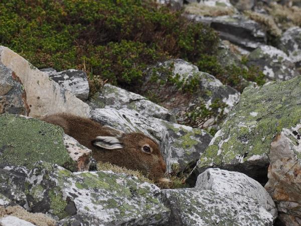 Cairngorms and coast wildlife vacation, Scotland