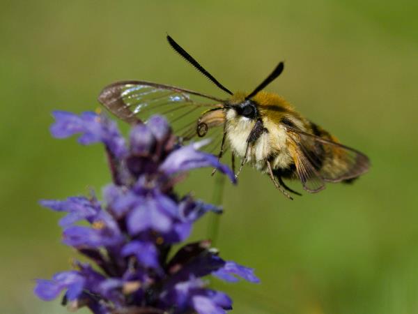 Cairngorms and coast wildlife vacation, Scotland