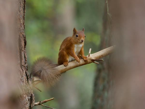 Cairngorms and coast wildlife vacation, Scotland