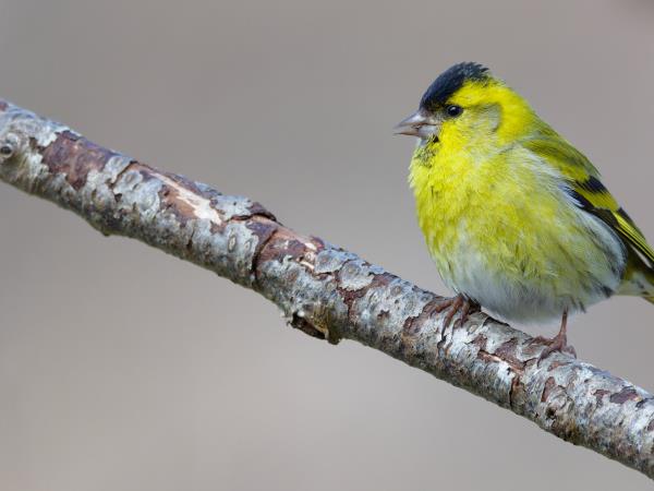 Cairngorms and coast wildlife vacation, Scotland