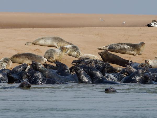 Cairngorms and coast wildlife vacation, Scotland