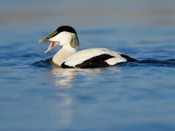 Cairngorms and coast wildlife vacation, Scotland