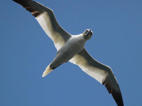 Wales wildlife vacation