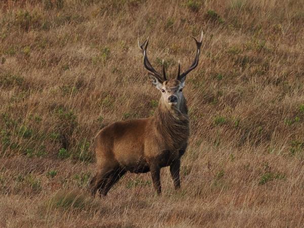 Scotland wildlife vacation