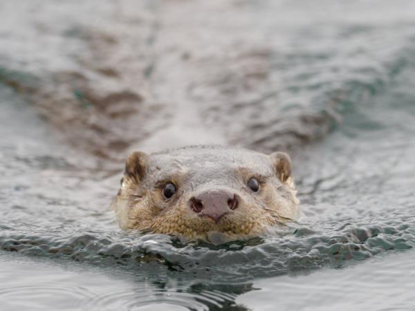 Scotland wildlife vacation