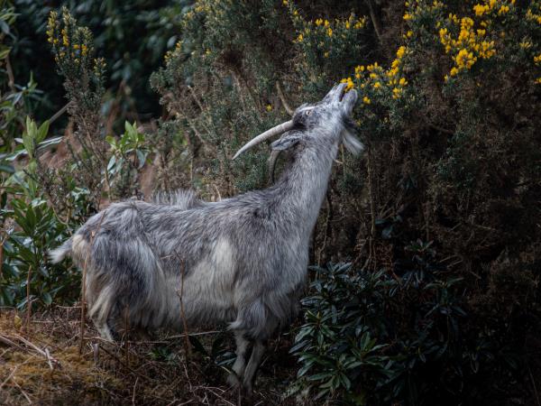 Scotland wildlife vacation