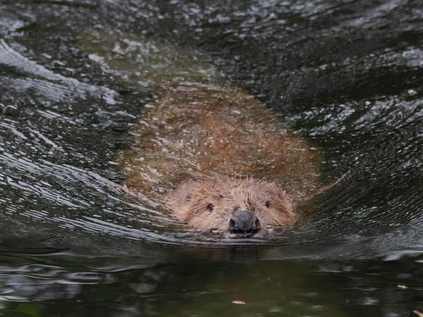 Scotland wildlife vacation