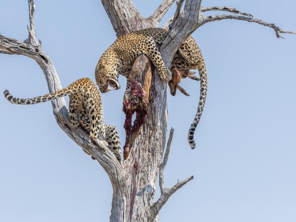 Zambia luxury safari vacation