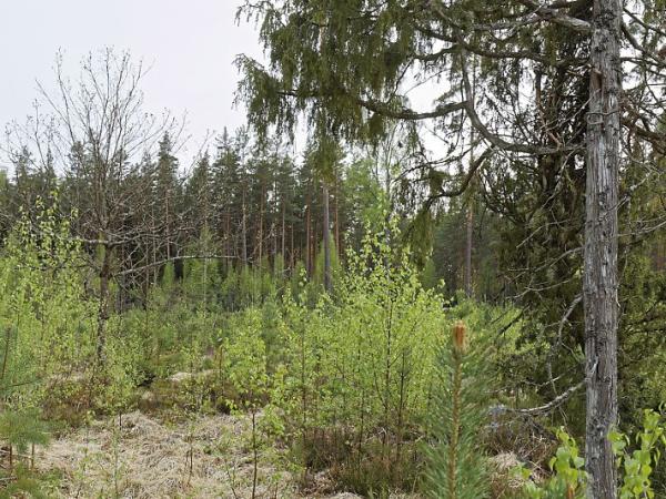 Estonia survival camp vacation