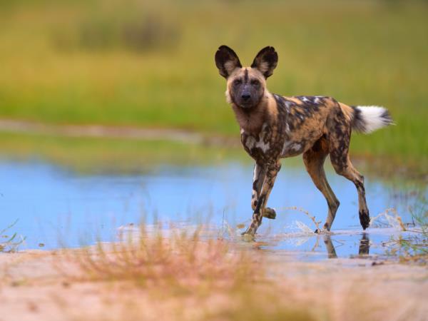 Botswana luxury family safari