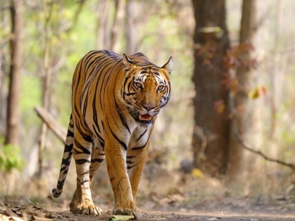 Central India vacation, culture and wildlife
