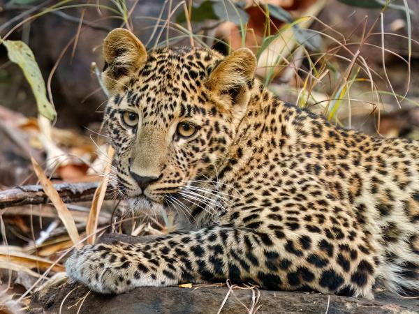 Central India vacation, culture and wildlife