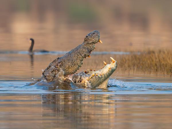 Central India vacation, culture and wildlife