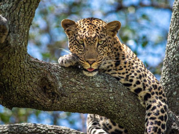 Botswana luxury family safari