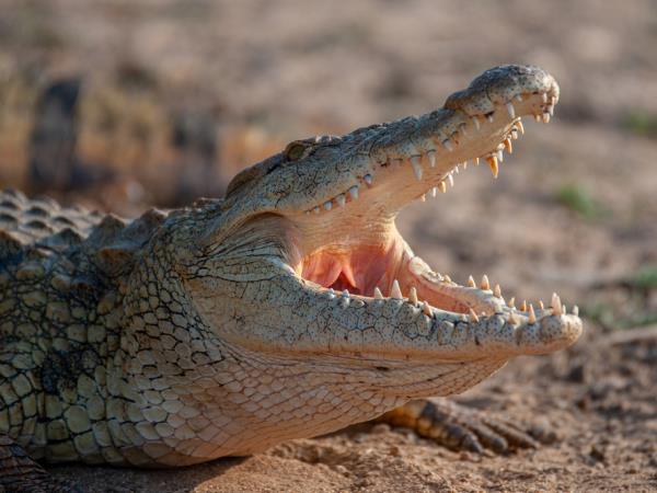 Botswana luxury honeymoon safari 