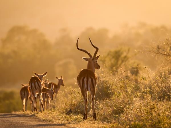 Botswana luxury honeymoon safari 