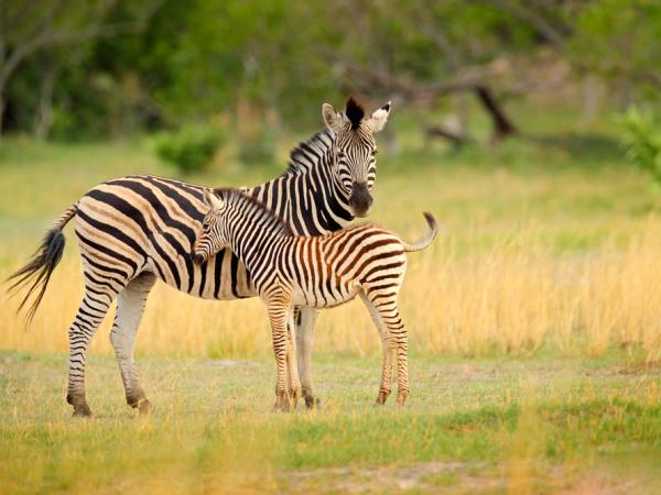 Botswana off beaten track holiday