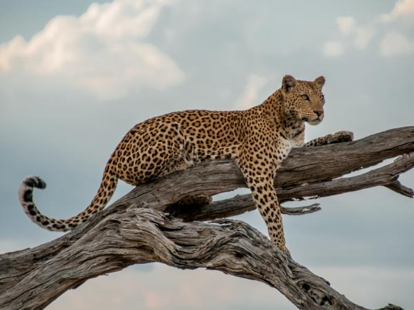 Botswana off beaten track holiday