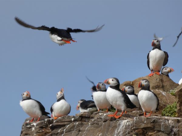 Svalbard to Iceland Arctic sailing expedition