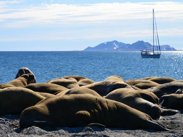 Svalbard to Iceland Arctic sailing expedition