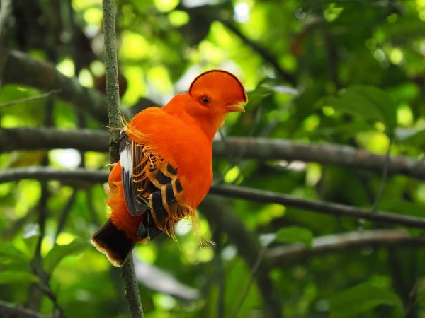 Guyana wildife and nature tour