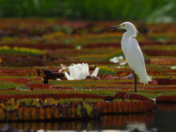 Guyana wildife and nature tour