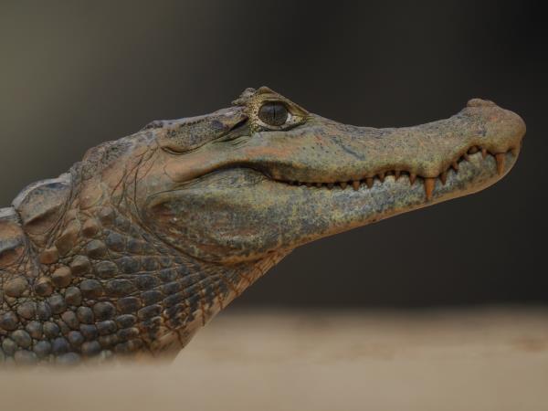 Guyana wildife and nature tour