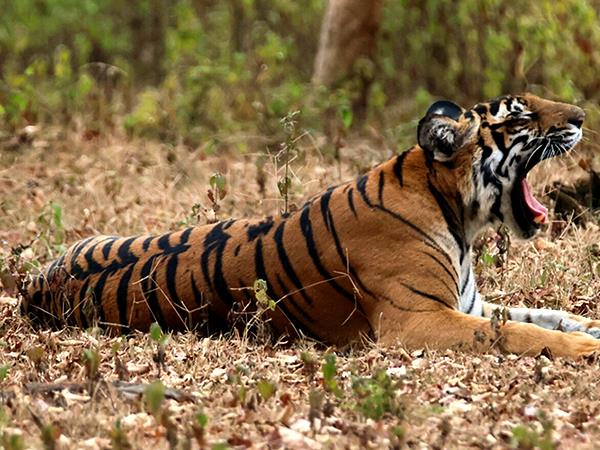 Western Ghats wildlife tour in India