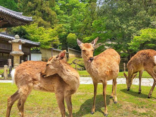 Japan cultural highlights vacation, Tokyo to Osaka