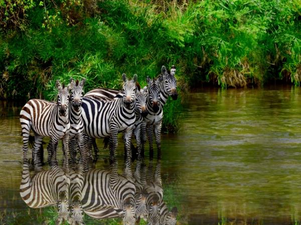 Tanzania safari vacation, tailor made