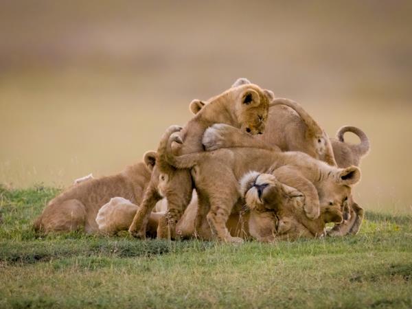 Tanzania safari vacation, tailor made