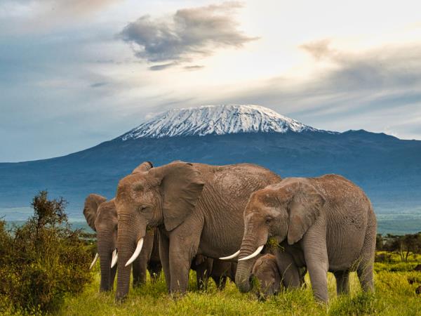 Tanzania safari vacation, tailor made