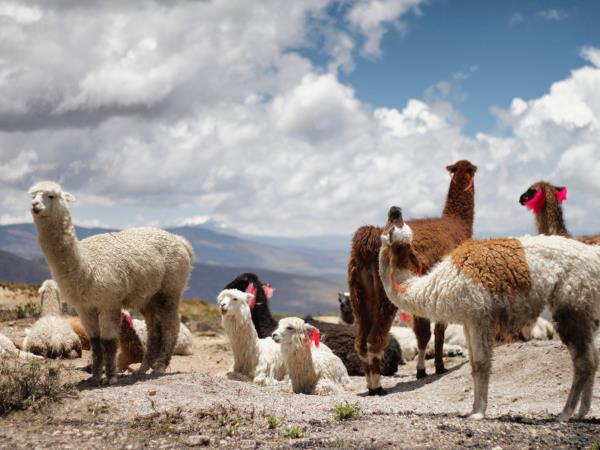 Wonders of Peru vacation