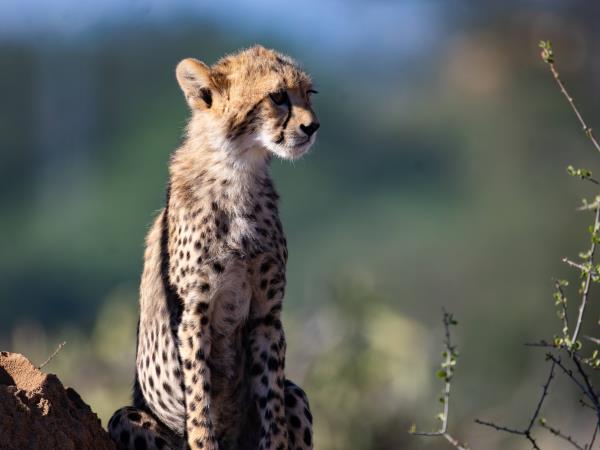 Masai Mara wilderness safari adventure