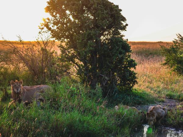 Masai Mara luxury camp in Kenya