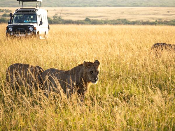 Best of Masai Mara luxury safari