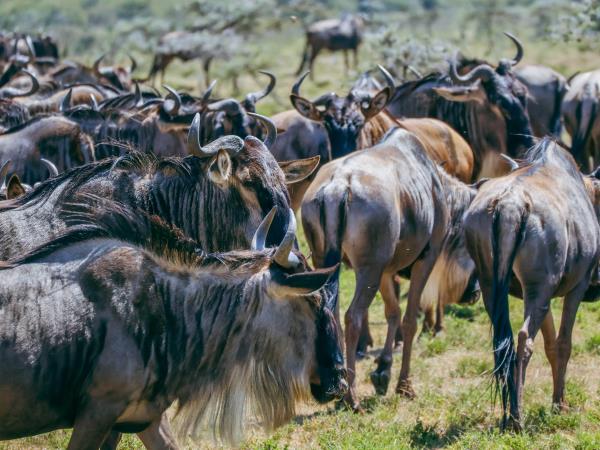 Best of Masai Mara luxury safari