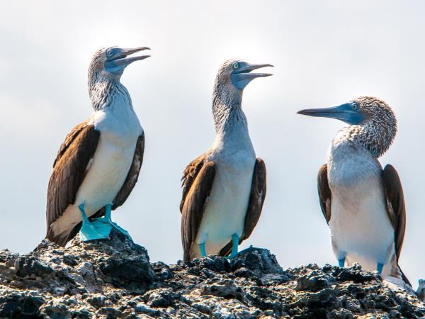 Galapagos south and east islands cruise