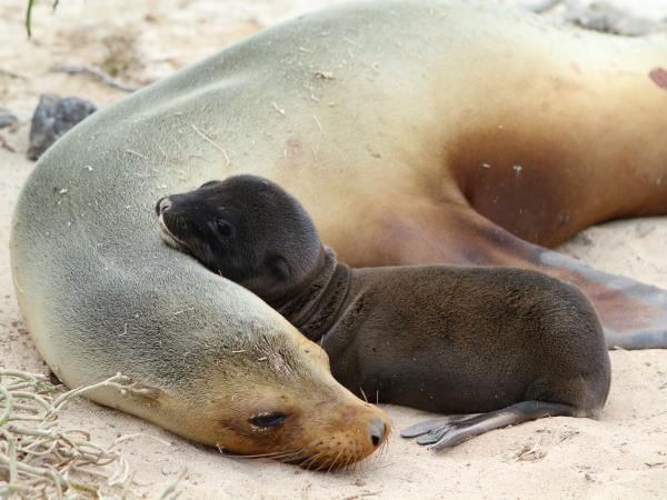 Galapagos south and east islands cruise