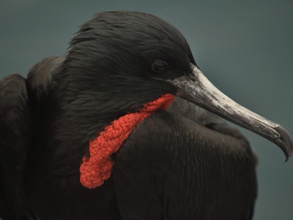 Galapagos south and east islands cruise